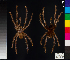  (Poecilotheria smithi - LNHM_004)  @11 [ ] CreativeCommons - Attribution (2014) Michael Morra Centre for Biodiversity Genomics