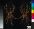  (Poecilotheria subfusca - OUNHM_048)  @15 [ ] CreativeCommons - Attribution (2014) Michael Morra Centre for Biodiversity Genomics