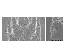  ( - AINPAA946)  @11 [ ] No Rights Reserved (1987) AINPAA UASBAINPAA