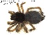  (Avicularia avicularia - BIOGU00532-B04)  @11 [ ] CreativeCommons - Attribution (2013) Michael Morra Centre for Biodiversity Genomics