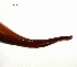  ( - BIOGU00532-H12)  @11 [ ] CreativeCommons - Attribution (2016) Gergin Blagoev Centre for Biodiversity Genomics