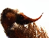  ( - BIOGU00532-H12)  @11 [ ] CreativeCommons - Attribution (2016) Gergin Blagoev Centre for Biodiversity Genomics