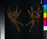  (Avicularia - BM-1036WK-B11)  @11 [ ] CreativeCommons - Attribution (2014) Michael Morra Centre for Biodiversity Genomics