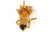  ( - BBUSA10-03-B09)  @12 [ ] CreativeCommons - Attribution (2015) CBG Photography Group Centre for Biodiversity Genomics