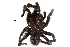 (Aphonopelma hentzi - BIOUG09850-A04)  @14 [ ] CreativeCommons - Attribution (2015) CBG Photography Group Centre for Biodiversity Genomics