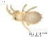  (Heteroscodra - BIOGU00532-C02)  @11 [ ] CreativeCommons - Attribution (2013) Michael Morra Centre for Biodiversity Genomics