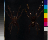  ( - BIOGU00532-F08)  @11 [ ] CreativeCommons - Attribution (2014) Michael Morra Centre for Biodiversity Genomics