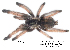  (Psalmopoeus pulcher - BIOGU00533-A05)  @11 [ ] CreativeCommons - Attribution (2013) Michael Morra Centre for Biodiversity Genomics