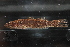  ( - RTNC_067)  @11 [ ] CreativeCommons - Attribution Non-Commercial Share-Alike (2021) Charpin Nicolas Museum National d'Histoire Naturelle, Paris