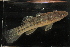  ( - RTNC_121)  @11 [ ] CreativeCommons - Attribution Non-Commercial Share-Alike (2021) Charpin Nicolas Museum National d'Histoire Naturelle, Paris
