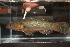  (Giuris aporocephalus - RTNC_377)  @11 [ ] CreativeCommons - Attribution Non-Commercial Share-Alike (2022) Nicolas Charpin Museum National d'Histoire Naturelle, Paris