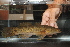  (Giuris caussei - RTNC_402)  @11 [ ] CreativeCommons - Attribution Non-Commercial Share-Alike (2022) Nicolas Charpin Museum National d'Histoire Naturelle, Paris