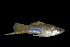  ( - RTNC_009-A)  @11 [ ] CreativeCommons - Attribution Non-Commercial Share-Alike (2021) NICOLAS CHARPIN Museum National d'Histoire Naturelle, Paris