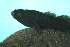  ( - M-0617B)  @11 [ ] CreativeCommons - Attribution Share-Alike (2023) Unspecified Museum national d'Histoire naturelle
