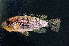  ( - 19205)  @11 [ ] CreativeCommons - Attribution Share-Alike (2024) Unspecified Museum national d'Histoire naturelle
