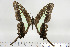  (Graphium gudenusi - BC-TB6885)  @14 [ ] Copyright (2010) Thierry Bouyer Research Collection of Thierry Bouyer