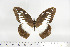 (Papilio zoroastres - BC-TB6944)  @13 [ ] Copyright (2010) Thierry Bouyer Research Collection of Thierry Bouyer