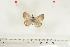  ( - BC-TB7033)  @12 [ ] Copyright (2010) Thierry Bouyer Research Collection of Thierry Bouyer