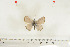  ( - BC-TB7035)  @12 [ ] Copyright (2010) Thierry Bouyer Research Collection of Thierry Bouyer