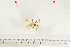  (Cigaritis cilissa - BC-TB7068)  @12 [ ] Copyright (2010) Thierry Bouyer Research Collection of Thierry Bouyer