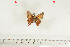  ( - BC-TB7093)  @12 [ ] Copyright (2010) Thierry Bouyer Research Collection of Thierry Bouyer