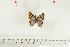  ( - BC-TB7097)  @13 [ ] Copyright (2010) Thierry Bouyer Research Collection of Thierry Bouyer
