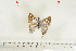  ( - BC-TB7099)  @12 [ ] Copyright (2010) Thierry Bouyer Research Collection of Thierry Bouyer