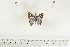  ( - BC-TB7119)  @12 [ ] Copyright (2010) Thierry Bouyer Research Collection of Thierry Bouyer