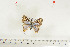  (Cigaritis piersoni - BC-TB7127)  @12 [ ] Copyright (2010) Thierry Bouyer Research Collection of Thierry Bouyer