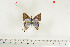  ( - BC-TB7129)  @12 [ ] Copyright (2010) Thierry Bouyer Research Collection of Thierry Bouyer