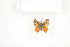  ( - BC-TB7598)  @12 [ ] Copyright (2010) Thierry Bouyer Research Collection of Philippe Leonard