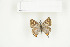  ( - BC-TB7706)  @13 [ ] Copyright (2010) Thierry Bouyer Research Collection of Philippe Leonard