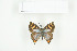  ( - BC-TB7707)  @13 [ ] Copyright (2010) Thierry Bouyer Research Collection of Philippe Leonard
