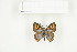  ( - BC-TB7709)  @13 [ ] Copyright (2010) Thierry Bouyer Research Collection of Philippe Leonard