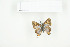  ( - BC-TB7710)  @13 [ ] Copyright (2010) Thierry Bouyer Research Collection of Philippe Leonard