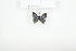  ( - BC-TB7835)  @13 [ ] Copyright (2010) Thierry Bouyer Research Collection of Alain Drumont
