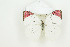  ( - BC-TB8703)  @14 [ ] Copyright (2012) Thierry Bouyer Research Collection of Thierry Bouyer