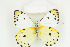  (Belenois sudanensis - BC-TB8848)  @14 [ ] Copyright (2012) Thierry Bouyer Research Collection of Thierry Bouyer