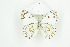  (Belenois crawshayi - BC-TB8933)  @11 [ ] Copyright (2012) Thierry Bouyer Research Collection of Thierry Bouyer