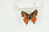  ( - BC-TB9039)  @13 [ ] Copyright (2012) Thierry Bouyer Research Collection of Thierry Bouyer