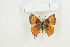  ( - BC-TB9040)  @11 [ ] Copyright (2012) Thierry Bouyer Research Collection of Thierry Bouyer