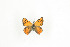  (Lycaena phlaeas abbotti - BC-TB9295)  @12 [ ] Copyright (2012) Thierry Bouyer Research Collection of Thierry Bouyer