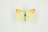  (Colotis sp. tbo4 - BC-TB9371)  @14 [ ] Copyright (2012) Thierry Bouyer Research Collection of Thierry Bouyer