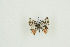  ( - BC-TB9523)  @12 [ ] Copyright (2012) Thierry Bouyer Research Collection of Thierry Bouyer