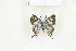  ( - BC-TB8095)  @13 [ ] Copyright (2011) Thierry Bouyer Research Collection of Thierry Bouyer