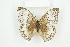  ( - BC-TB8125)  @12 [ ] Copyright (2011) Thierry Bouyer Research Collection of Thierry Bouyer