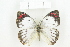  ( - BC-TB8427)  @14 [ ] Copyright (2011) Thierry Bouyer Research Collection of Thierry Bouyer