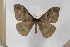  (Hoplojana soricis - BC-TB5766)  @14 [ ] Copyright (2010) Thierry Bouyer Unspecified