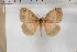  (Hoplojana insignifica - BC-TB5888)  @12 [ ] Copyright (2010) Thierry Bouyer Unspecified