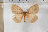  (Hoplojana rustica - BC-TB5889)  @12 [ ] Copyright (2010) Thierry Bouyer Unspecified